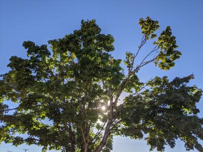 A leafy green tree with the sun shining through it set against a blue sky