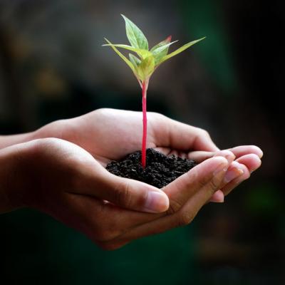 Plant growing in hand