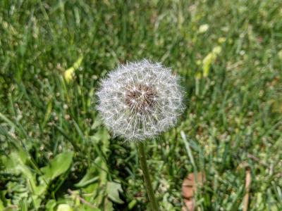 An image of a dandelion