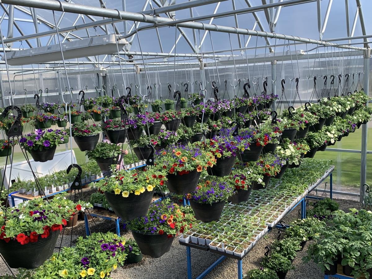 Bursts of petunias and calibrachoas fill the pots in the High School greenhouse. Photo courtesy of Tricia Stoddard