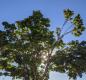 A leafy green tree with the sun shining through it set against a blue sky