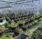 Bursts of petunias and calibrachoas fill the pots in the High School greenhouse. Photo courtesy of Tricia Stoddard